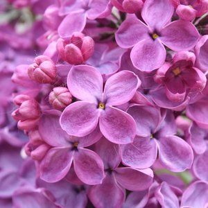 Meet your Posher, Lovin Lilacs